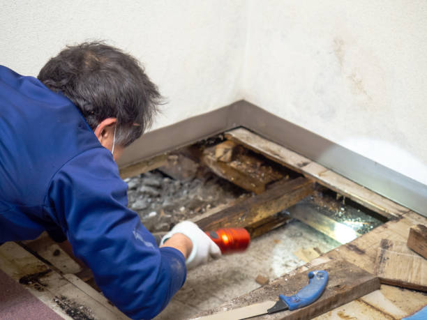 Best White Mold Remediation in Bokeelia, FL