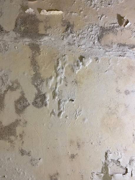 Best Localized Mold Remediation (e.g., coastal areas, humid climates) in Bokeelia, FL
