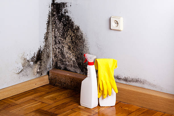 Professional Mold Remediation in Bokeelia, FL